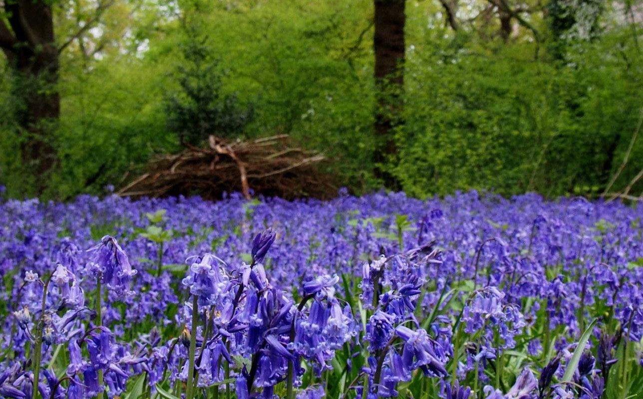 Bluebells in flower at Perivale Wood